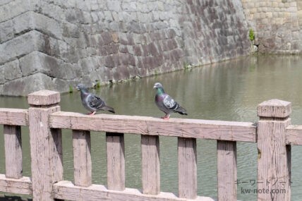 伝書鳩（ネット用語）