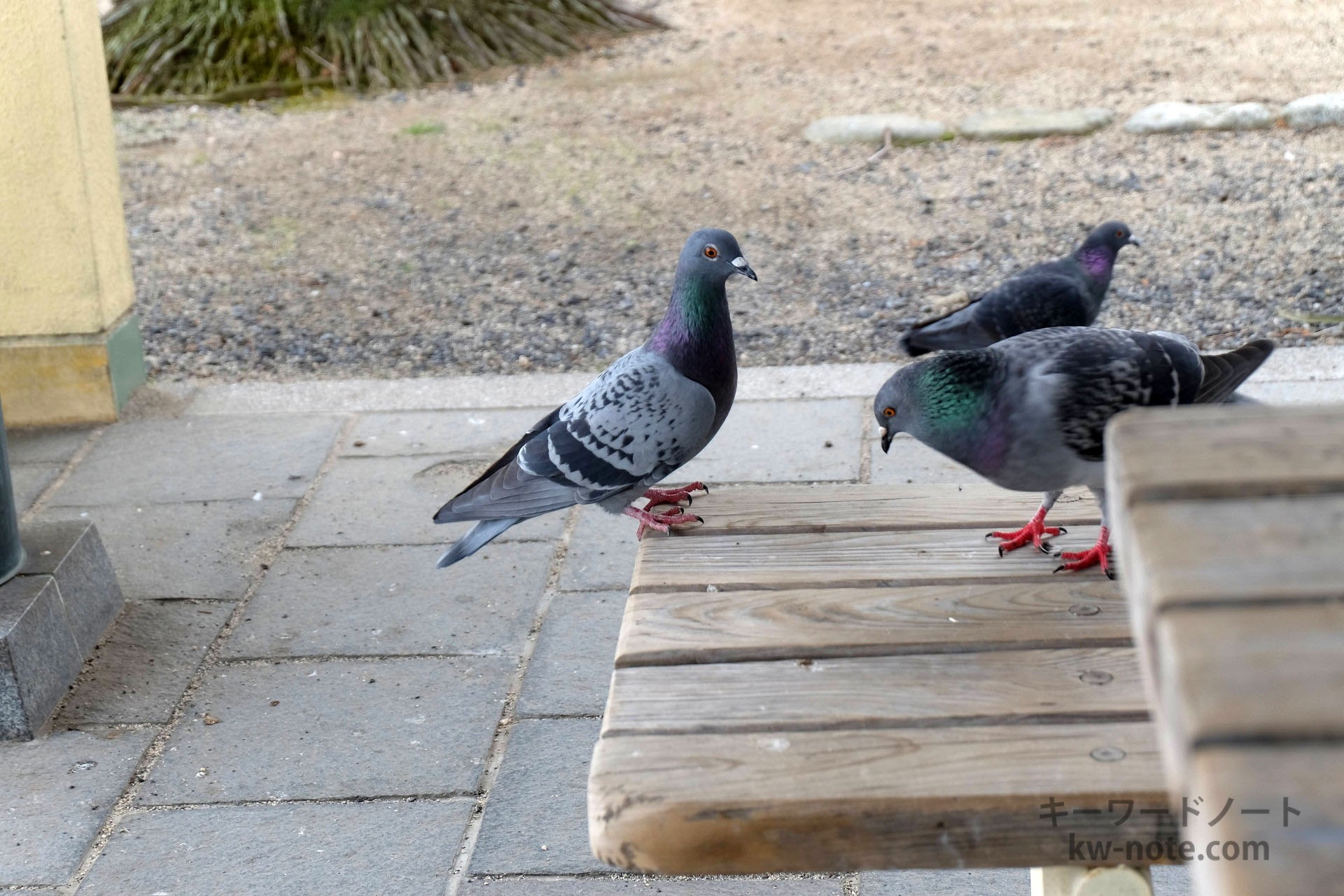 鳩 とは ネットで使われるハトの意味を解説 キーワードノート