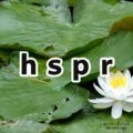 hspr(ハスペロ)