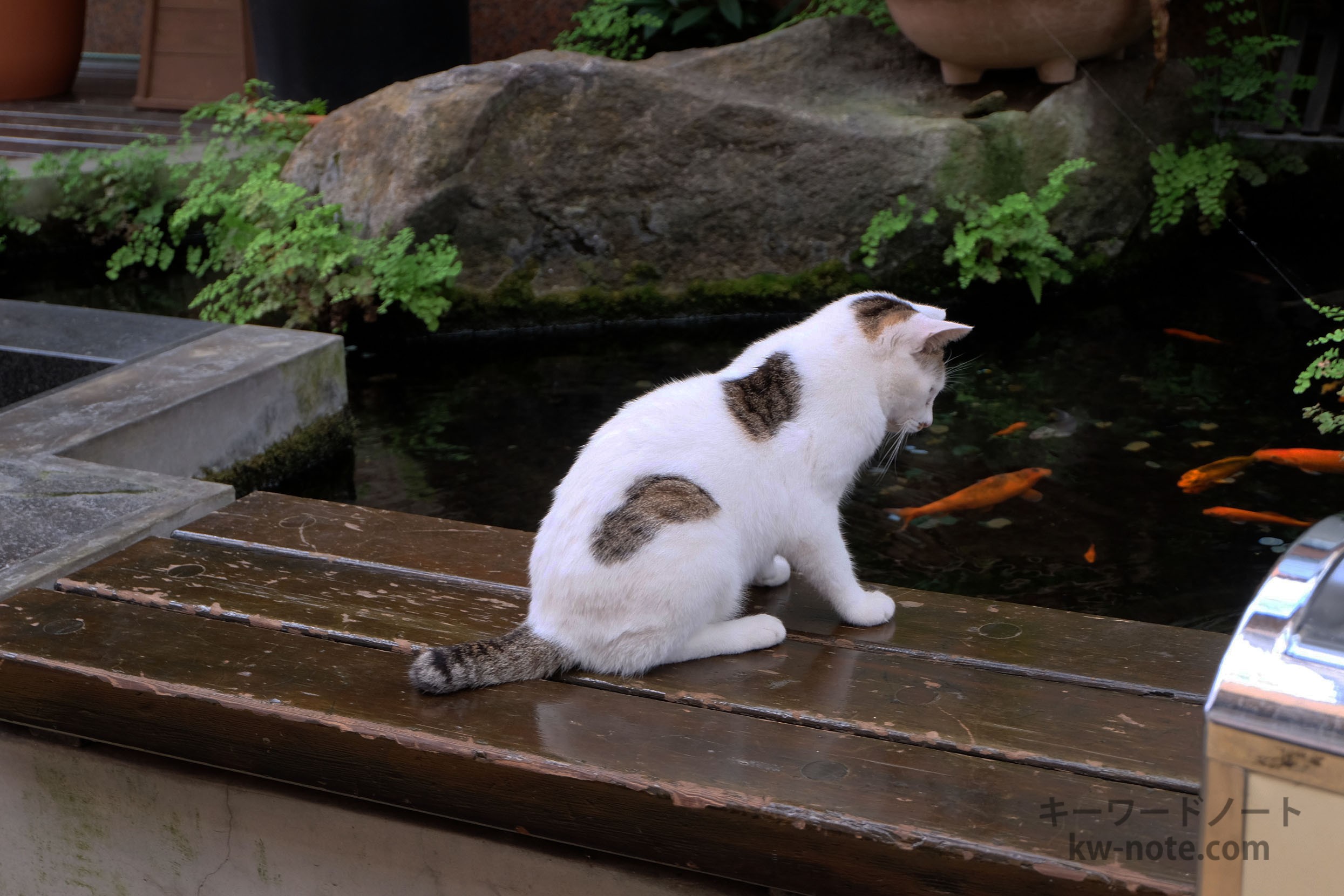 「サンプラザ万町 ふれあいホール」の湧水を泳ぐ鯉を見る猫