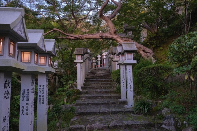 横に伸びる木と階段