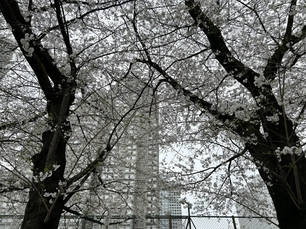 2024/4/4桜の木