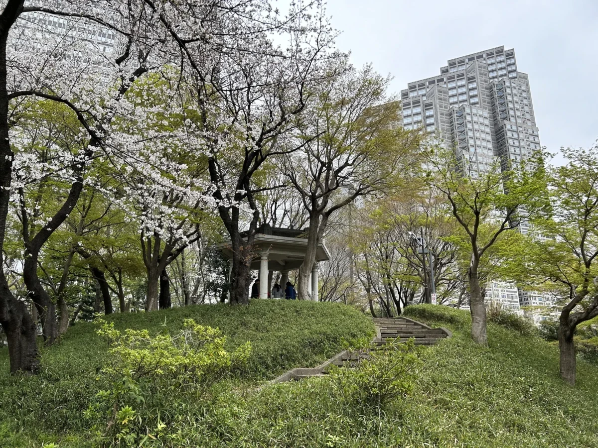 2024/4/5公園の桜