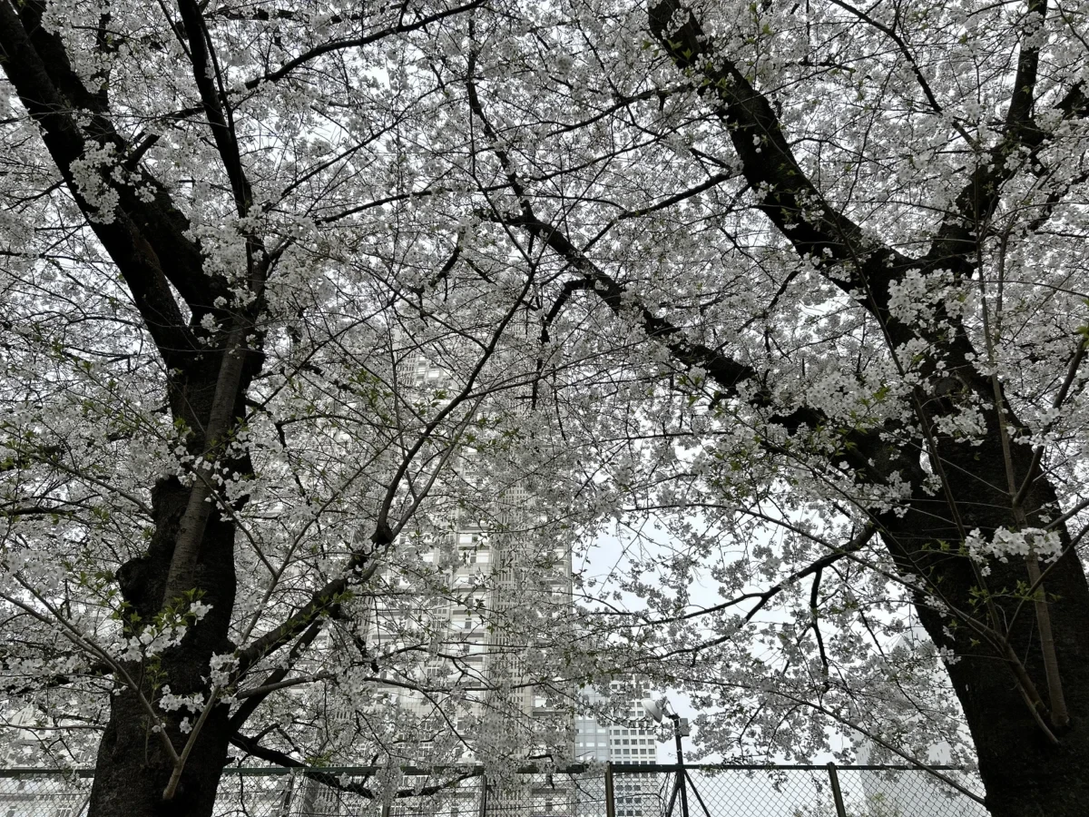 2024/4/6桜の木