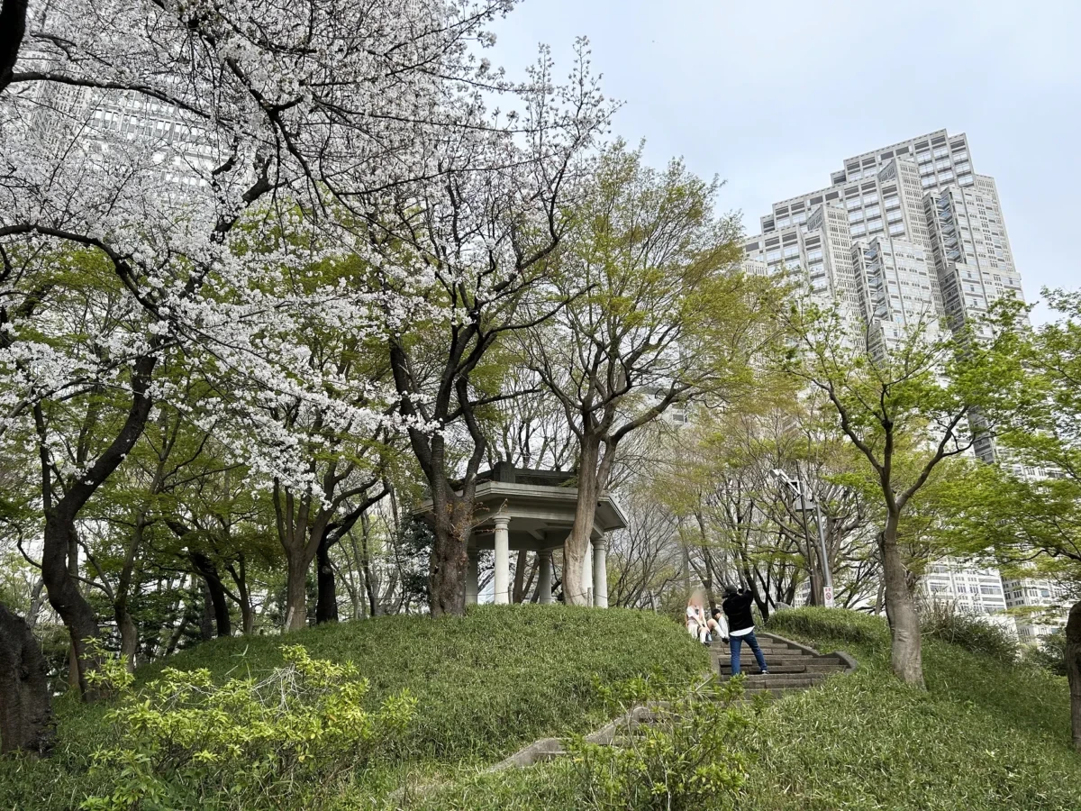 2024/4/6公園の桜