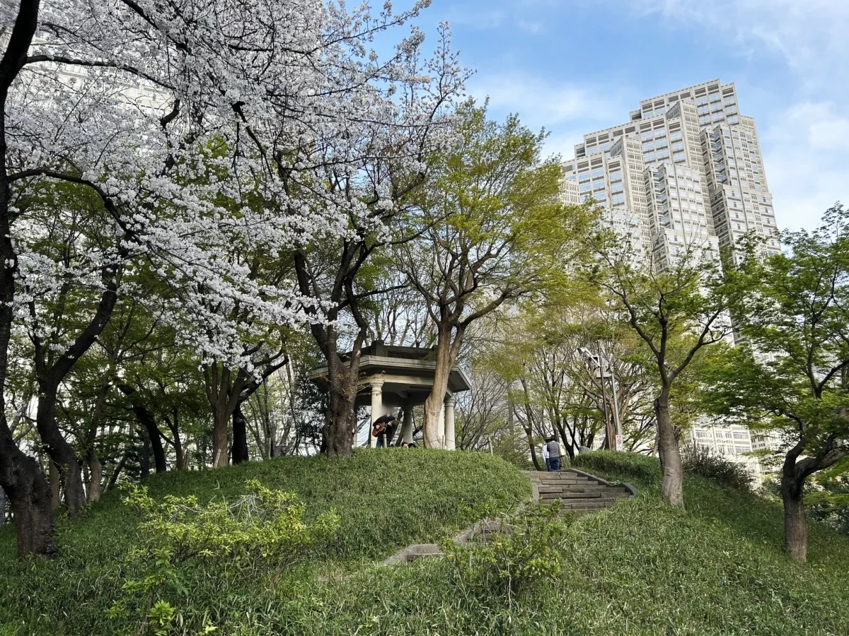 2024/4/7公園の桜