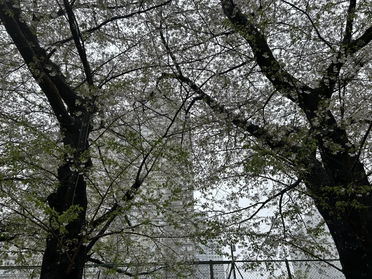 2024/4/9桜の木