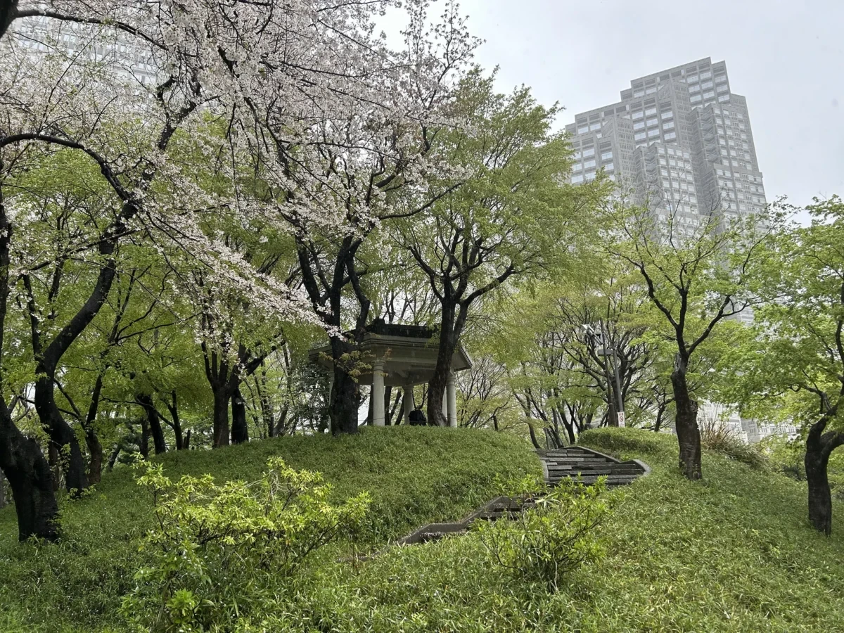 2024/4/9公園の桜