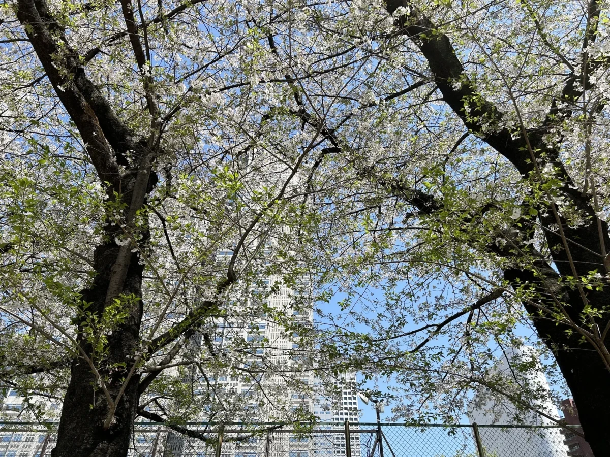 2024/4/10桜の木