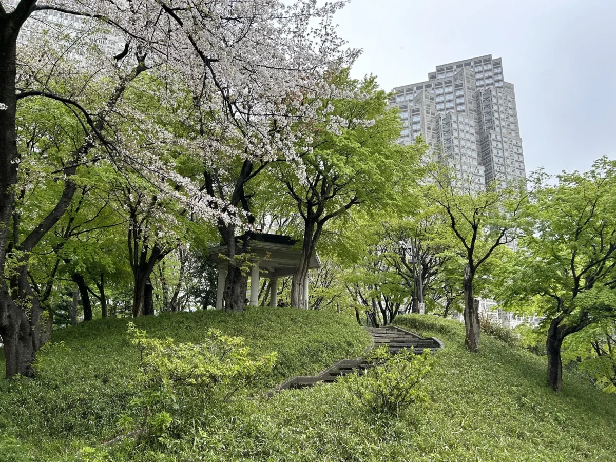 2024/4/12公園の桜