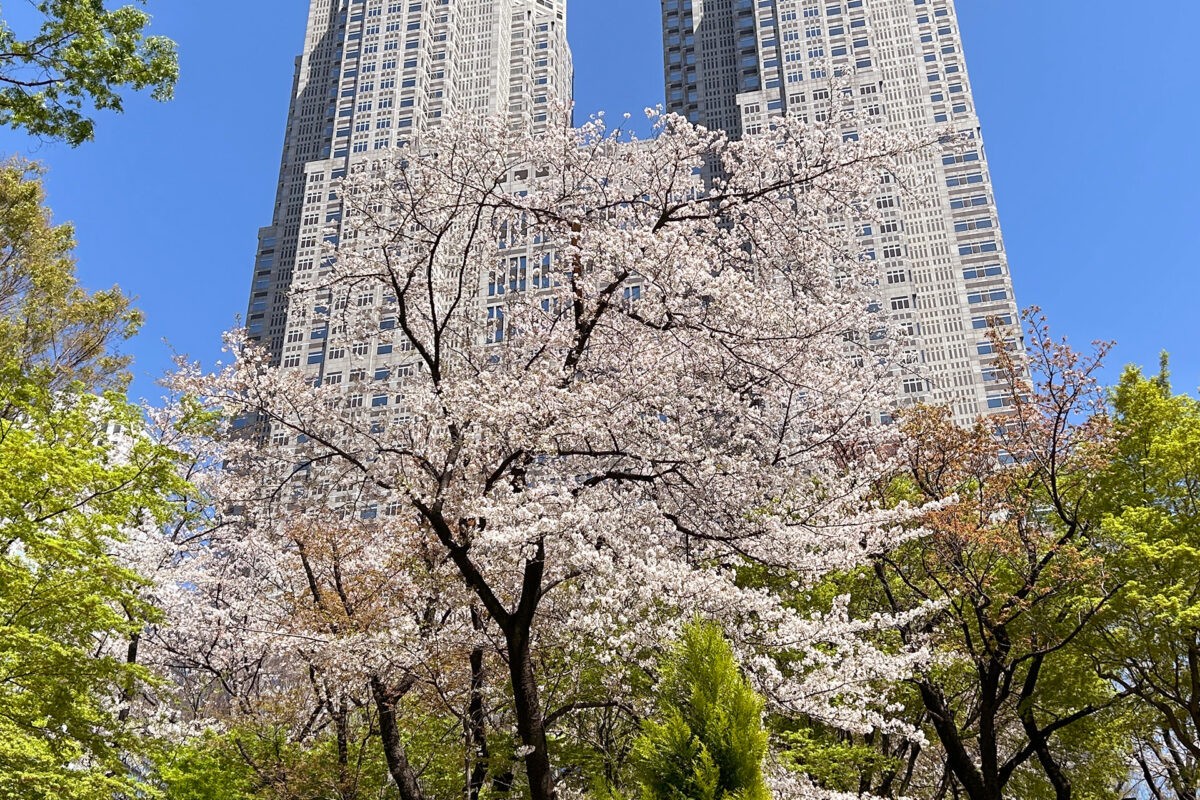 2024年桜が開花するまでの毎日の定点観測