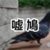 嘘鳩